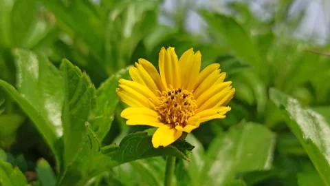 Sphagneticola trilobata in Bloom Stock Footage 318540565