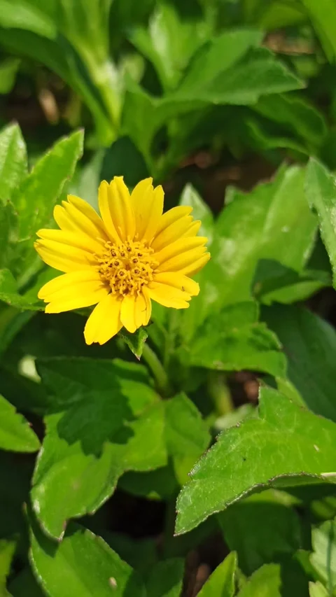 Sphagneticola trilobata in Bloom Stockbeeldmateriaal 318540571