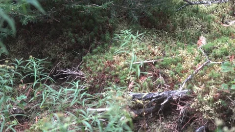 Sphagnum Moss in a bog Vidéo 98136910