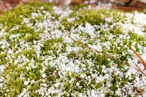 Sphagnum Moss Covered in a Fresh Layer of Graupel Snow in Spring Stock Photos