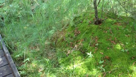 Sphagnum moss in a forest 4K Stock Footage 134980553