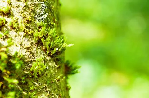 Sphagnum moss grows on a tree. Macro. Copyspace Stock Illustration