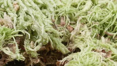 Sphagnum moss. Peat moss. Close-up. Green vegetation. Stockbeeldmateriaal 140674484
