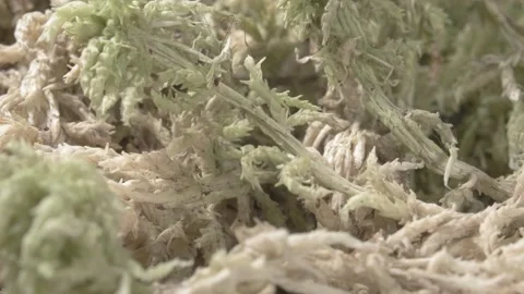 Sphagnum moss. Peat moss. Close-up. Green vegetation. 動画素材 143407408