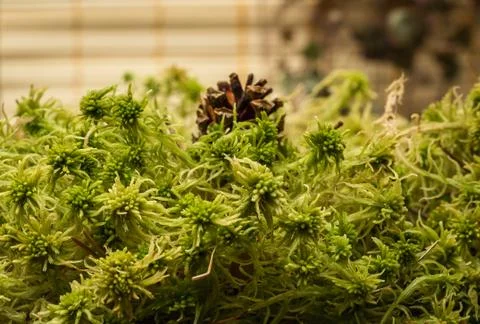Sphagnum moss Stock Photos