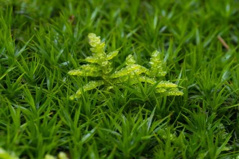 Sphagnum moss Stock Photos
