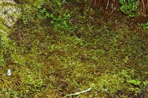 Sphagnum moss Stock Photos