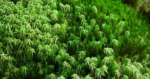 Sphagnum (peat moss) in the forest Stock Footage 153029475