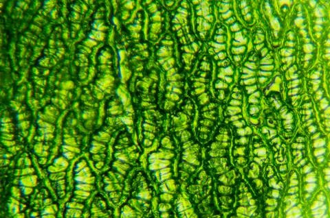 Sphagnum Stock Photos