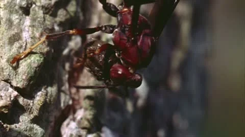 Sphecid wasp eats worm 1 Stock Footage 20918064