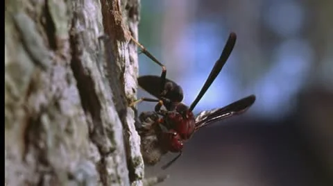 Sphecid wasp eats worm 2 Stock Footage 20921206