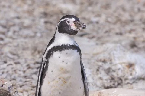 Sphenisciformes - Penguin - portrait Stock Photos