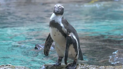 Spheniscus magellanicus penguin portrait Stock Footage 90773886