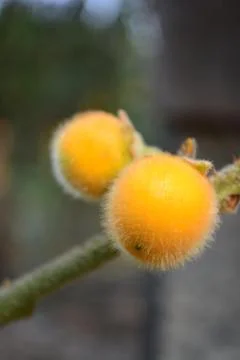 Sphere fruit 스톡 사진