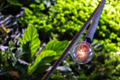 Sphere lightbulb on a rope with green plants in background Stock Photos