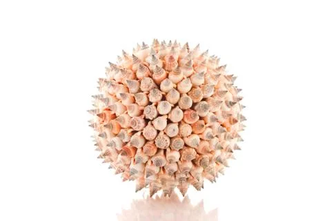 Sphere of sea shells on a white background Stock Photos