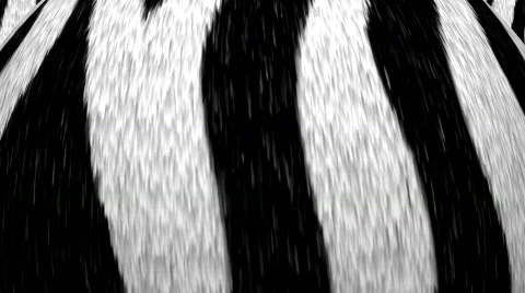 Sphere with zebra fur Stock Footage 576878