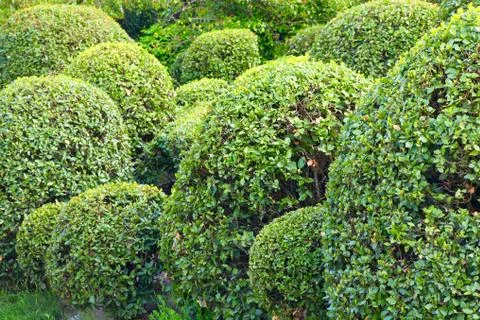 Spheric bush Stock Photos