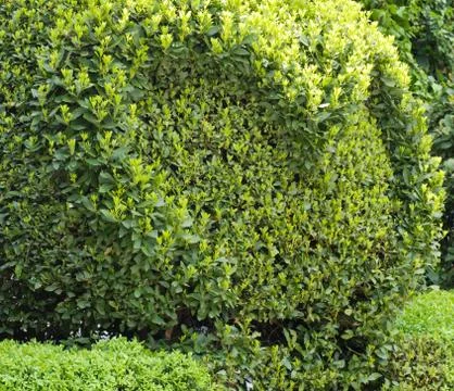 Spheric bush Stock Photos