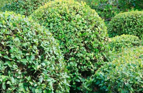Spheric bush Stock Photos