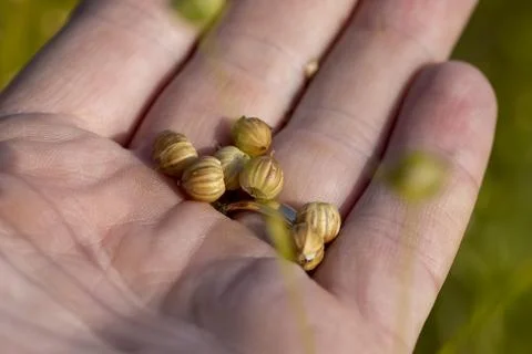 Spherical boxes with flax seeds in a field before harvesting seeds and maki.. Stock Photos