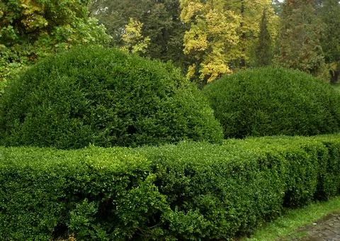 Spherical bushes park for two consecutive along the hedges. Greenery and tr.. Stock Photos