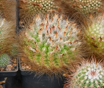 Spherical cactus Parodia chrysacanthion, covered with thin golden spines Stock Photos