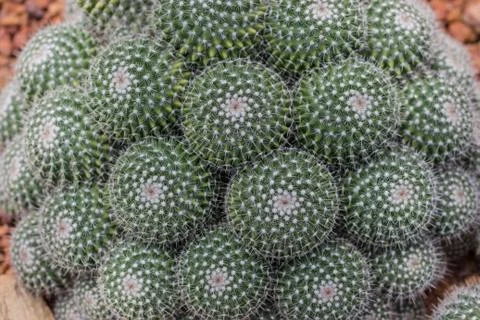Spherical cactus. Stock Photos