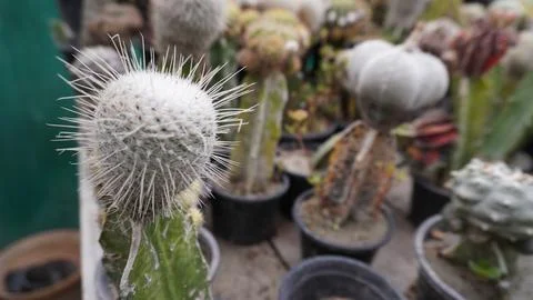 Spherical cactus with sharp white spines close up Stock Photos