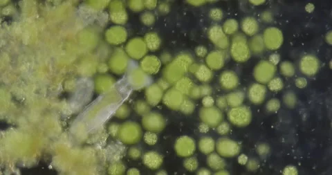 Spherical colonial algae Pandorina swimming with bdelloid rotifer 100x Stock Footage 199713008