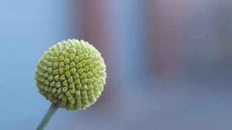 Spherical Florets Of A Yellow Billy Button Plant, CLOSE UP 스톡 동영상 166356580