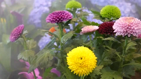 Spherical flowers in the Garden Stock Footage 323949939