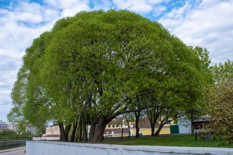 Spherical green crown of a spreading tree in an urban interior. Stock Photos