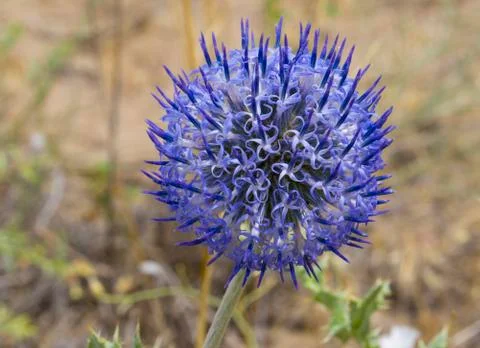 Spherical muzzle, Beautiful spherical flower growing in the steppe. Stock Photos