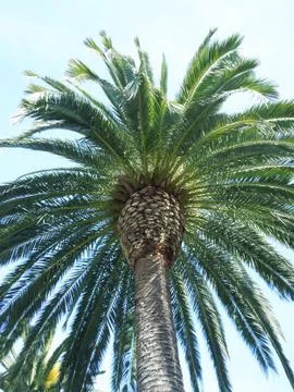 Spherical palm Stock Photos