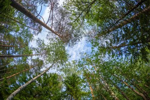 The spherical panorama in a pine forest with blue cloudy sky. Stock Photos