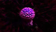 Spherical Purple Surreal Amanita Muscaria Fly Agaric Mushroom Artistic Macro  4K Stock Footage