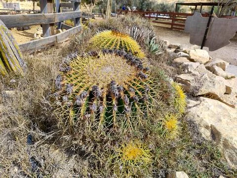 Spherical round cactus Fotos de archivo