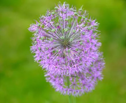Spherical spring flower Stock Photos