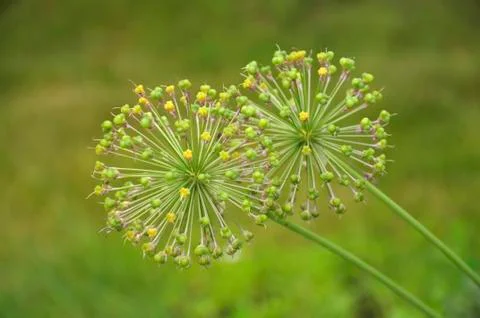 Spherical spring flower Photos
