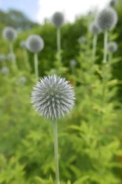 Spherical Thistle White Flower Stock Photos