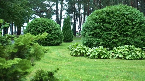 A spherical thuja tree in the park. Thuja Brabant Stock Footage 321839406