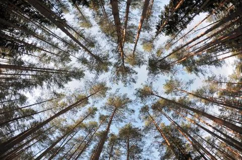Spherical view of the pine tree forest tops Stock Photos