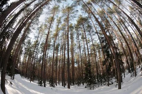 Spherical views of the pine winter forest Stock Photos