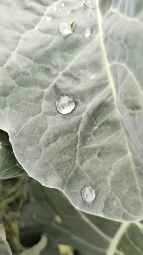 Spherical water drop on a cabbage leaf Stock Footage 347580240
