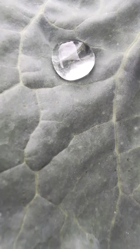 Spherical water drop on a cabbage leaf Stock Footage 347580266