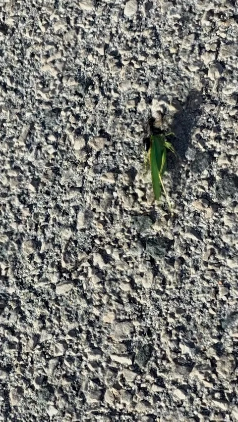 Sphex wasp dragging a paralyzed large green grasshopper across the asphalt p Stock Footage 337589789