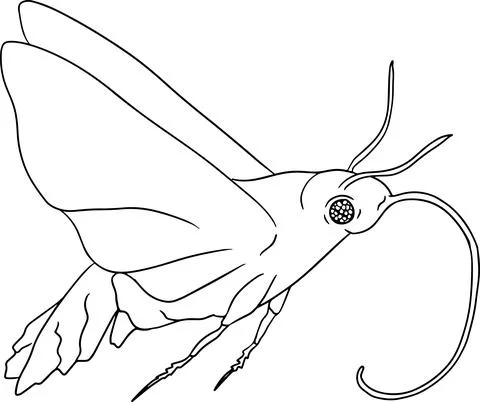 Sphingidae. Beetles coloring pages. Vector, hand drawn illustration. Stock Illustration