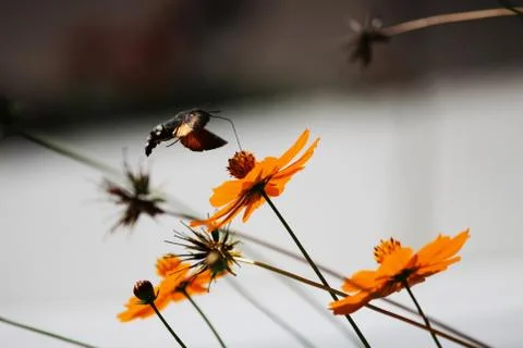 Sphingidae, known as bee Hawk-moth, enjoying the nectar of a orange flower. H Stock-Fotos
