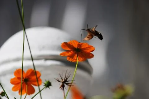 Sphingidae, known as bee Hawk-moth, enjoying the nectar of a orange flower. H Stock Photos